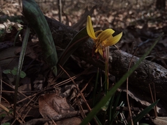 Erythronium umbilicatum