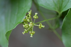 Smilax riparia