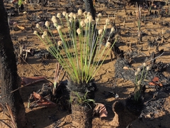 Bulbostylis paradoxa