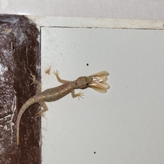 Cnemaspis goaensis