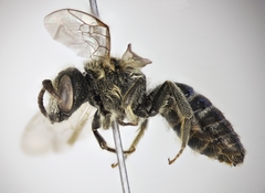 Lasioglossum zonulus