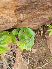 Streptocarpus vandeleurii