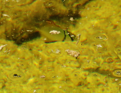 Monodactylidae