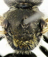 Lasioglossum zonulus