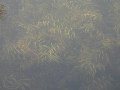 Potamogeton crispus