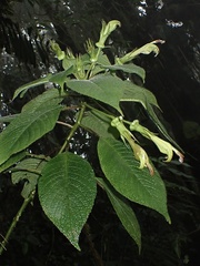 Centropogon nigricans