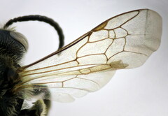 Lasioglossum zonulus