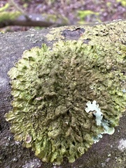 Melanelixia glabratula