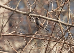 Aegithalos glaucogularis