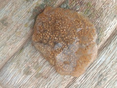 Aplidium glabrum