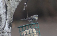 Setophaga coronata coronata × auduboni