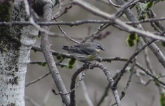 Setophaga coronata coronata × auduboni