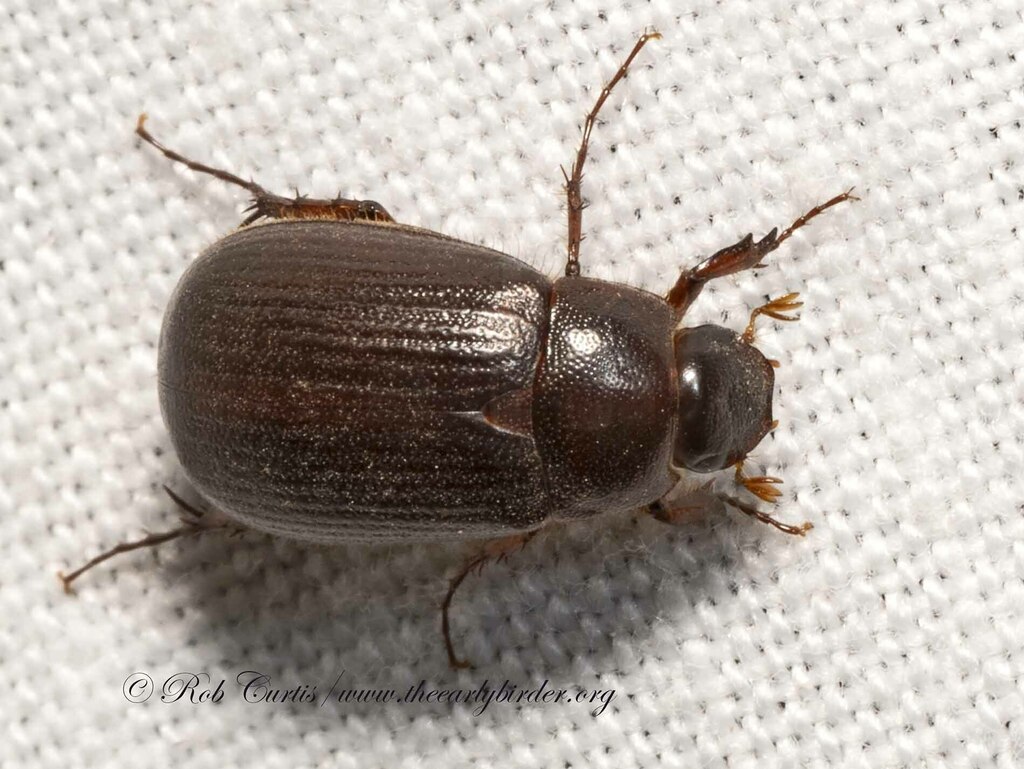 Serica porcula