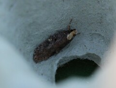 Agonopterix liturosa