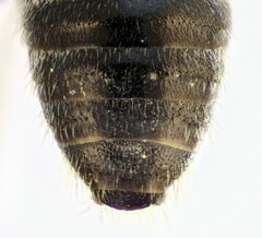 Lasioglossum zonulus