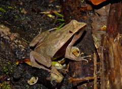 Physalaemus lateristriga