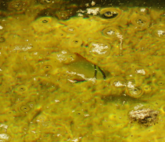 Monodactylidae