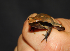 Physalaemus lateristriga