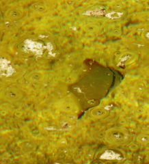 Monodactylidae