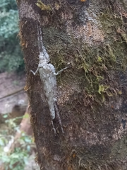 Acanthodis curvidens