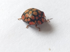 Steganocerus multipunctatus