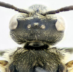 Lasioglossum zonulus