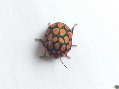 Steganocerus multipunctatus