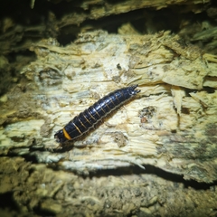 Cryptalaus sordidus