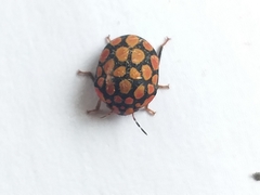 Steganocerus multipunctatus