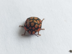Steganocerus multipunctatus