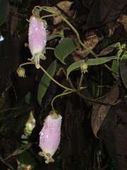Kohleria affinis
