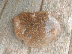 Aplidium glabrum