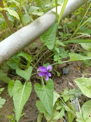 Viola confusa
