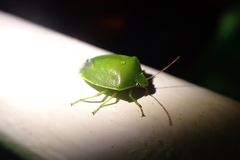 Glaucias subpunctatus