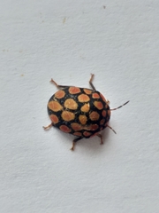 Steganocerus multipunctatus