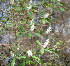 Cliftonia monophylla