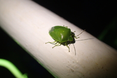 Glaucias subpunctatus