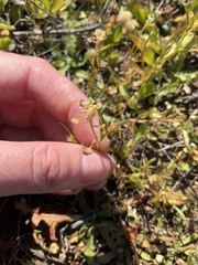 Lepidium nitidum