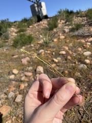 Lepidium nitidum
