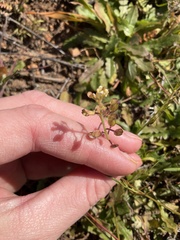 Lepidium nitidum