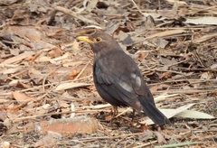 Turdus mandarinus