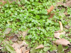 Hydrocotyle