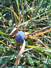 Muscari
