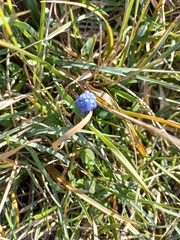 Muscari