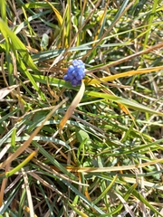 Muscari