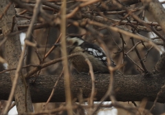 Yungipicus canicapillus