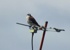 Falco sparverius