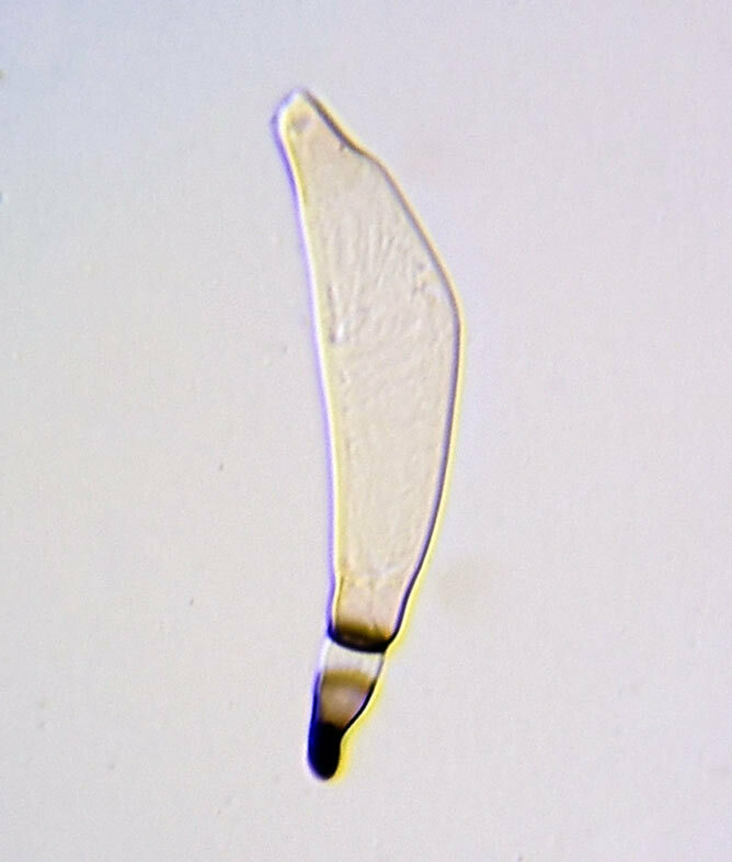 Amorphomyces