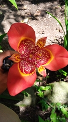 Tigridia pavonia