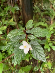 Begonia decandra